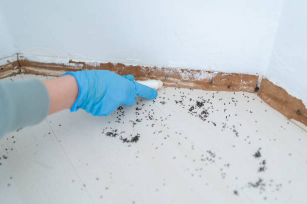 Best Pest Exclusion Services  in Montegut, LA